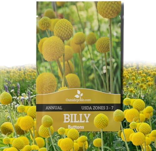 Outsidepride Billy Button Craspedia Globosa Seeds - 1000 Pcs Perennial, Hardy & Drought Tolerant, Flower Seeds for Planting w/Yellow Spherical Blooms, Ideal for Cut Flower & Pollinator Gardens by Outsidepride