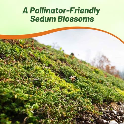 Outsidepride Roof Garden Sedum Seeds - 5000 Pcs Perennial Ground Cover Seeds for Planting, Cold-Hardy & Heat-Tolerant Succulent Plants, Ideal for Rock Gardens, Containers, and Xeriscaping - Image 5