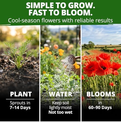 HOME GROWN Red Chief Poppy 22,000 Flower Seeds Eschscholzia californica - Image 4