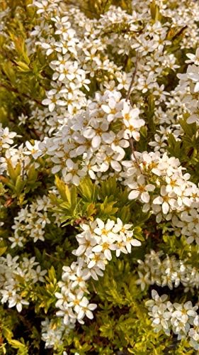 Spiraea thun. 'Ogon' (Mellow Yellow) (Spirea) Shrub, #3 - Size Container - Image 4
