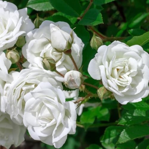 White Climbing Roses Live Plant 4-6" Tall in Medium Pot, Heirloom Climbing Rose Bush, Fragrant High-Yielding Perennial Flowering Vine for Trellis & Fence - Image 7