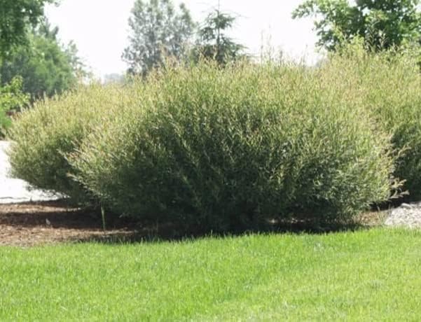 Willow Privacy Bush Cuttings for Planting | Fast Growing Privacy Willow Bush | Easy to Root Live Willow Cuttings | Natural Hedge, Windbreak & Landscape Shrub (12 Plants) - Image 4