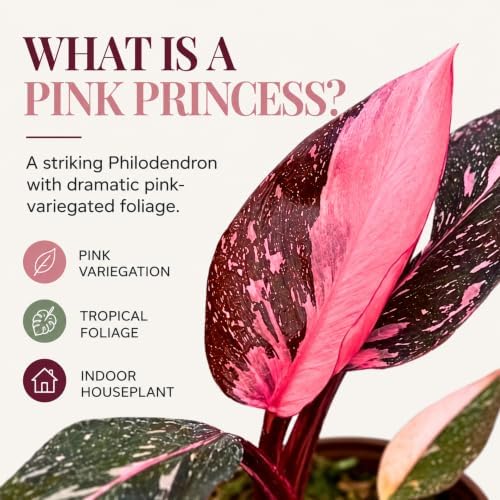 Philodendron Pink Princess Live Plant - Rare Variegated Indoor Houseplant - Image 2