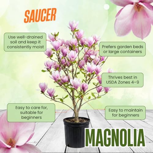 Saucer Magnolia Live Plant, 6-12 Inch Tall, 2.5 Inch Pot - Image 5