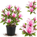 Jane Magnolia Tree Live Plant, Blooming Shrub, 4-8 Inch Tall by GardenNurserySince1996