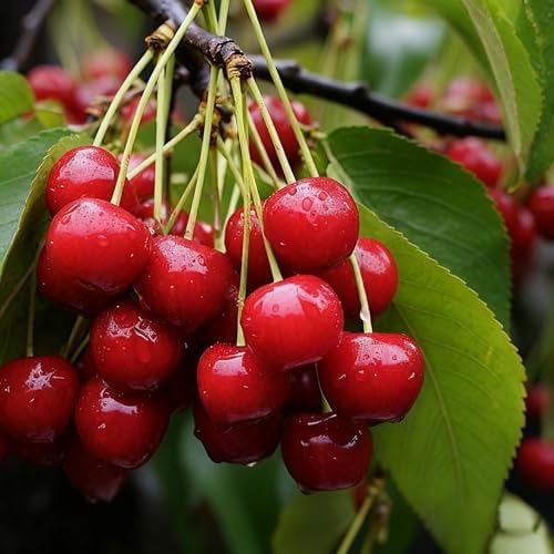 1500+ Fruit Tree Seeds Mixed for Planting, 6 Varieties, 400 Strawberry 200 Blueberry 300 Raspberry 300 Mulberry 200 Cranberry 20 Cherry, Non-GMO Heirloom Seed for Garden Outdoor - Image 6