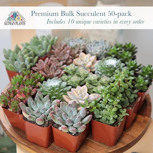 Altman Plants Premium Bulk Succulent Plants (50 Pack), 5 Unique Live Succulents in Sets of 10, Assorted Colors & Shapes, 2 in Pots - Image 2