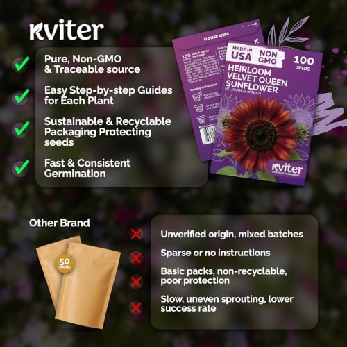100 Velvet Queen Sunflower Seeds for Planting, Helianthus Annuus, Heirloom - Image 5