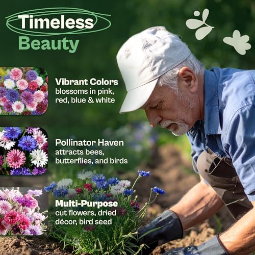 SVI 800 Bachelor Button Seeds for Planting (Centaurea cyanus) – Cornflower, Wildflower Mix Seed Packets – Heirloom Flower Seeds to Plant Outside in Garden, Borders, and Containers - Image 3