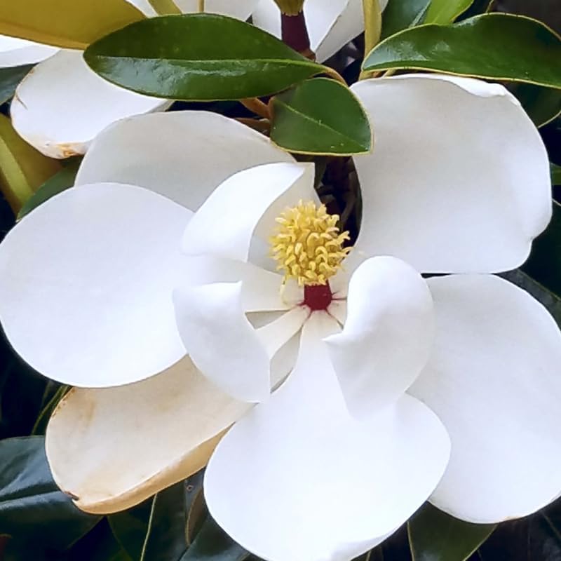 2 Sweetbay Magnolia Trees Live Plants, Cold Hardy Flower Tree, 2.5 Inch Pot - Image 7