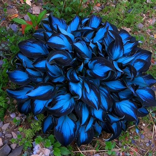 Hosta Bulb, Soft Green Foliage, Ideal for Shaded Garden Spaces (Color 2) by Unknown