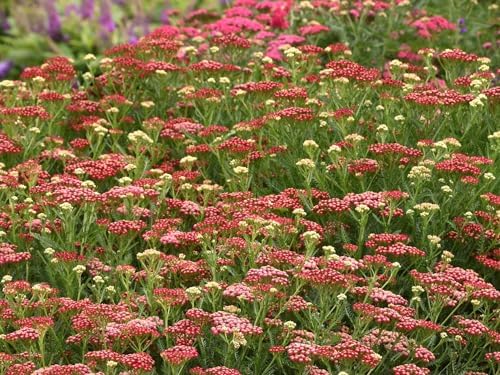 Greenwood Nursery: Live Perennial Plants - Achillea New Vintage Red Yarrow - [Qty: 10x Pint Pots] - (Click for Other Available Plants/Quantities) - Image 2