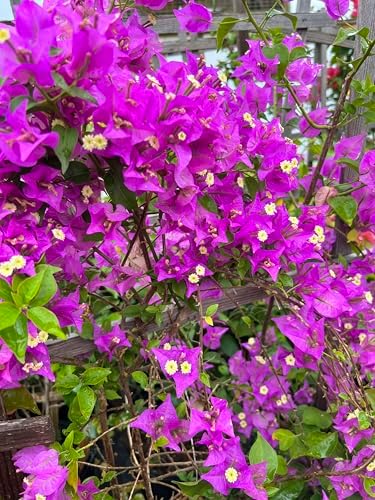 Purple 16" Bougainvillea - Image 4