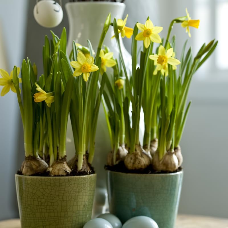 Tete A Tete Daffodil Flower Bulbs Jumbo Pack - 50 Bulbs per Pack - Deer Resistant - Good as Cut Flowers - Good for Indoor Forcing - Grows Well in Containers - Naturalizing - Perennializing - Image 3