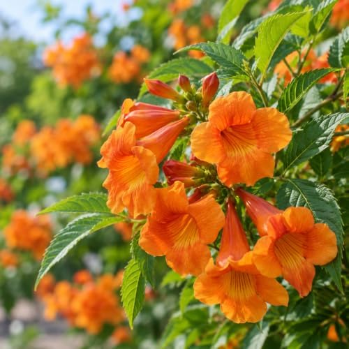 Set of 4 Tecoma Stans Mix Live Plants, 2 Orange & 2 Yellow Bells, 4-8 in - Image 6