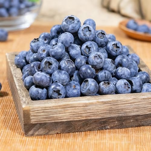 1500+ Fruit Tree Seeds Mixed for Planting, 6 Varieties, 400 Strawberry 200 Blueberry 300 Raspberry 300 Mulberry 200 Cranberry 20 Cherry, Non-GMO Heirloom Seed for Garden Outdoor - Image 4