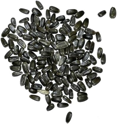 Seed Needs Dwarf Teddy Sunflower Seeds to Plant Cut Flowers - 2 Packs - Image 4