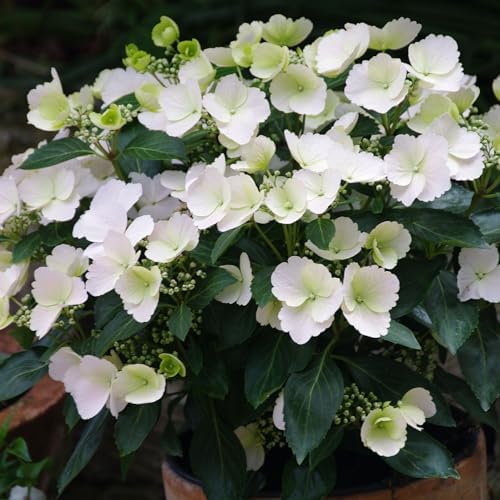 Proven Winners 2 Gal. Fairytrail Bride Hydrangea Shrub - Image 3
