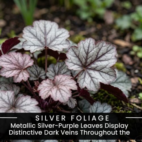 5 Silver Scrolls Coral Bells Live Plant Plugs, Heuchera Shade Perennial - Image 2