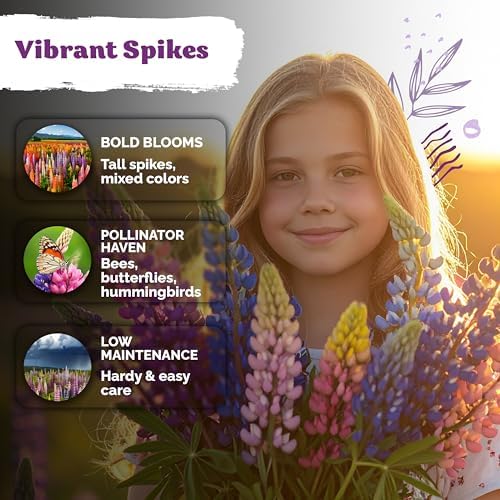 250 Mix Russell Lupine Heirloom Perennial Flower Seeds, Lupinus Polyphyllus - Image 4