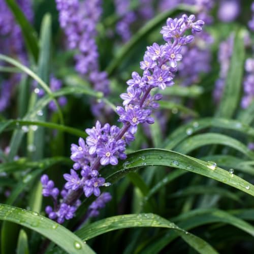 Liriope Big Blue | 10 Live Plants | Liriope muscari | Lavender Blue Flowers | Evergreen Ground Cover for Shade | Landscape Borders for Walkways and Beds - Image 3