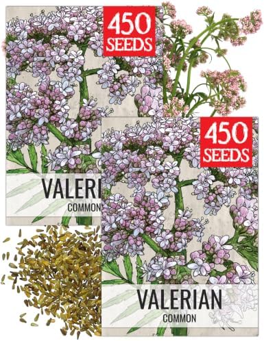 Seed Needs Valerian Seeds to Plant an Herb Garden - 2 Packs by SeedNeeds