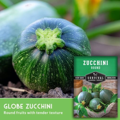 Round Zucchini Seeds for Planting - 2 Packs - Image 3