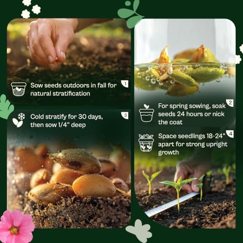 SVI 350 Mix Russell Lupine Seeds (Lupinus polyphyllus) – Heirloom Perennial Lupine Seed Packets, Wildflower Seed Mix – Cut Flower Seeds for Flower Garden, Borders & Meadow Planting Outdoors - Image 5