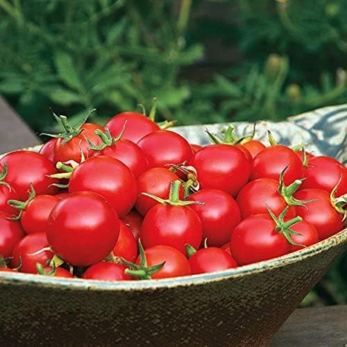 Park Seed Cherry Tomato Seeds, Planting Vegetables, Easy to Grow, Non-GMO, Variety of Colors and Sizes, Spring Garden, Kitchen Minis Siam, Pack of 10 - Image 6