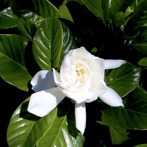 Gardenia Plant (1G), Cape Jasmine Plant Outdoor Plants, Fresh Flowers for Delivery Prime, Live Plants Indoor Plants Live Houseplants, Gardenia Plants Live House Plants Indoors Live by Plants for Pets - Image 2