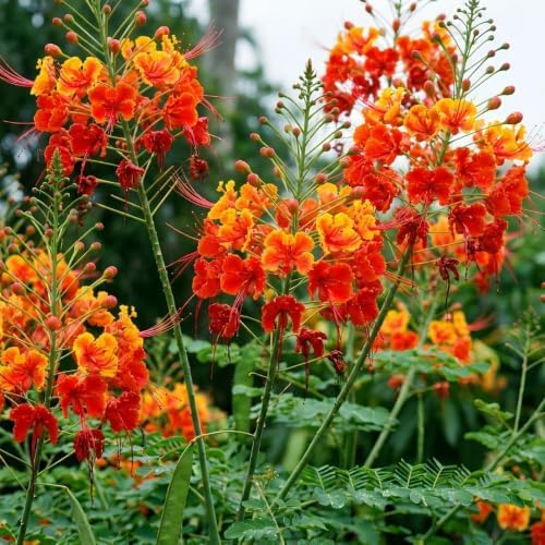 Pride of Barbados Live Plant, 4 Inch Pot, 4-8 Inch Tall - Image 4