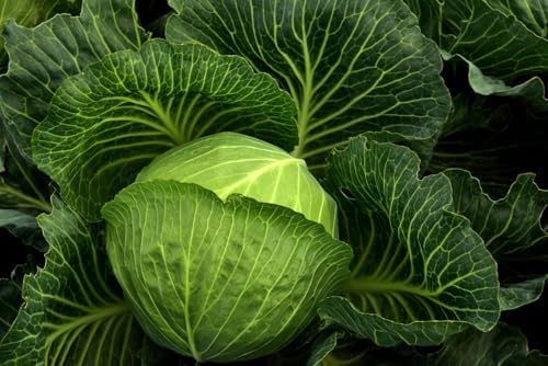 Flower & Vegetable Seed Set - 21 Varieties of Non-GMO Heirloom Premium Seeds for Planting - Cabbage, Roma Tomato, Peas, Sunflowers, and More - Image 2