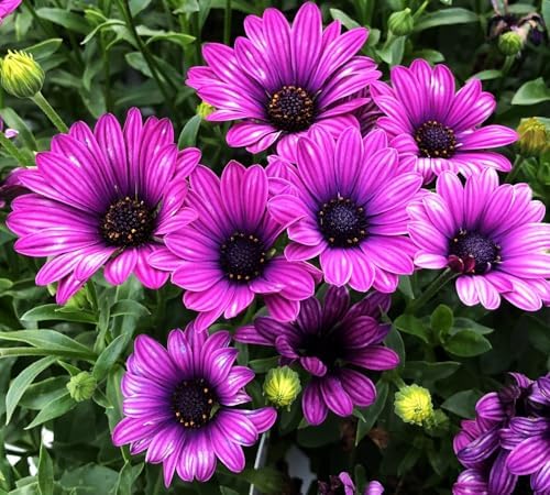 African Daisy Seeds - 50 Pcs Mix Osteospermum Perennial Flower Seeds - Image 6