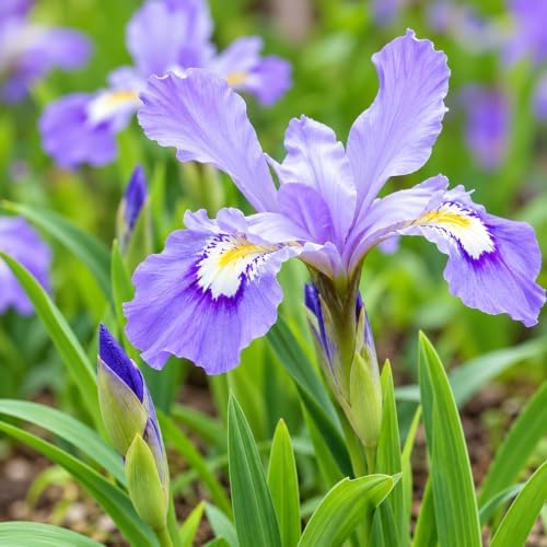 5 Dwarf Crested Iris Flowers - Rhizomes/Roots - Live Plants - Image 5