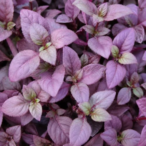 Alternanthera Little Ruby | 20 Live Plants | Alternanthera Dentata | Vibrant Foliage | Low Maintenance | Garden & Patio Decor | Fast Growing Groundcover | Outdoor Landscaping Shrub - Image 3