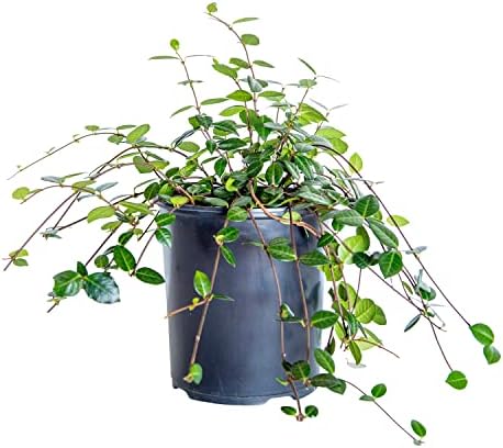 Asiatic Jasmine (2.5 Quart) Minima Live Real Plant - Evergreen Ground Cover - Outdoor Indoor Full Sun Drought Tolerant by Plants+by+Mail