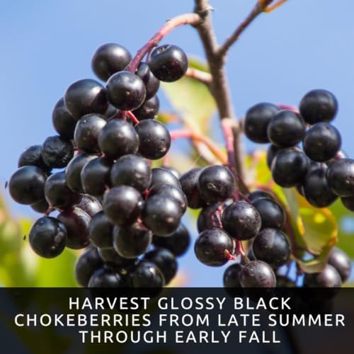 Black Chokeberry Seeds for Planting Native Shrub 100 Premium Seeds - Image 3