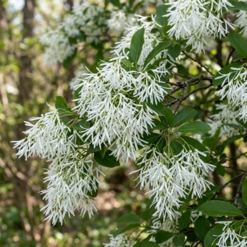 Fringe Tree Live Plant, Hardy Ornamental Shrub, 8-10 Inch Tall, Quart Pot - Image 6