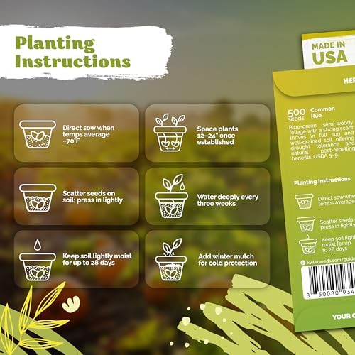 500 Common Rue Heirloom Herb Seeds for Planting, Ruta Graveolens - Image 3