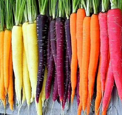 Rainbow Carrot Seeds for Planting Heirloom Packets 750 Seeds – Plant & Grow Rainbow Carrots in Home Outdoor Garden, Great Gardening Gift – 1 Packet by Axel%27s+Garden+Seeds