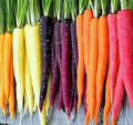 Rainbow Carrot Seeds for Planting Heirloom Packets 750 Seeds – Plant & Grow Rainbow Carrots in Home Outdoor Garden, Great Gardening Gift – 1 Packet by Axel%27s+Garden+Seeds