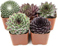 Sempervivum Succulents Plants Succulent Plant Decor (5PK), Live Plants Indoor Plants Live Houseplants, Gardening Gifts for Plant Lovers, Mini Succulent Plants for Delivery Prime by Plants for Pets by PlantsforPets