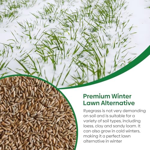 Winter Rye Seeds 5lbs Cover Crop Seeds Annual Secale Cereale to Plant - Image 5