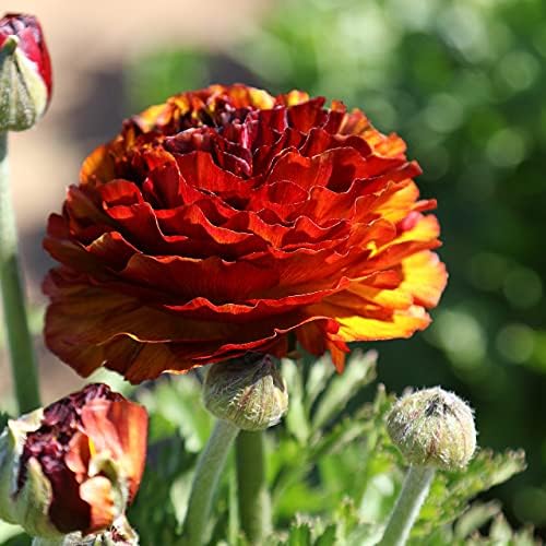 Ranunculus Cafe 10 Flower Bulbs - Spring Blooms, Tecolote Buttercups - Image 5