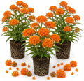 3 Orange Milkweed Live Plants, Hardy Milkweed Shrub, 4-9 Inches by UIOTER