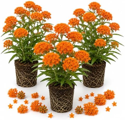 3 Orange Milkweed Live Plants, Hardy Milkweed Shrub, 4-9 Inches by UIOTER