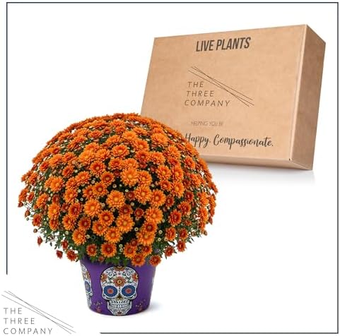 Chrysanthemum (Purple Skull Deco Pot), Orange Blooms, Live Fall Flowering Perennial, 15" Tall by 12" Wide in 3 Qt Pot - Image 6
