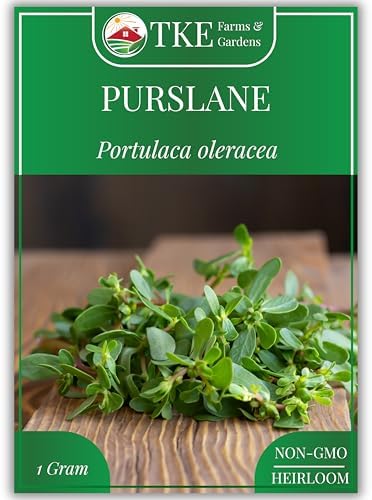 Purslane Seeds for Planting - 2000+ Heirloom Seeds by TKEFarmsGardens
