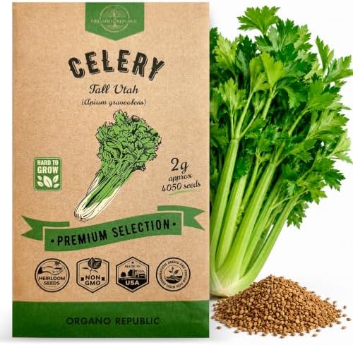 Tall Utah Celery Seeds Pack 2 G - Over 4,050 Non-GMO Heirloom Celery Seeds for Planting Vegetables in Individual Seed Packet by OrganoRepublic