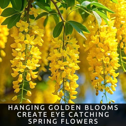 Golden Chain Tree Saplings for Growing | Flowering Ornamental Tree Seedlings | Laburnum Trees with Stunning Yellow Blooms | Dormant Live Plants (2 Trees) - Image 3